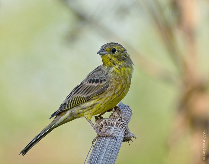 Овсянка обыкновенная (Emberiza citrinella)