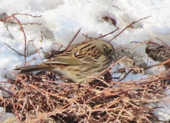 Emberiza citrinella