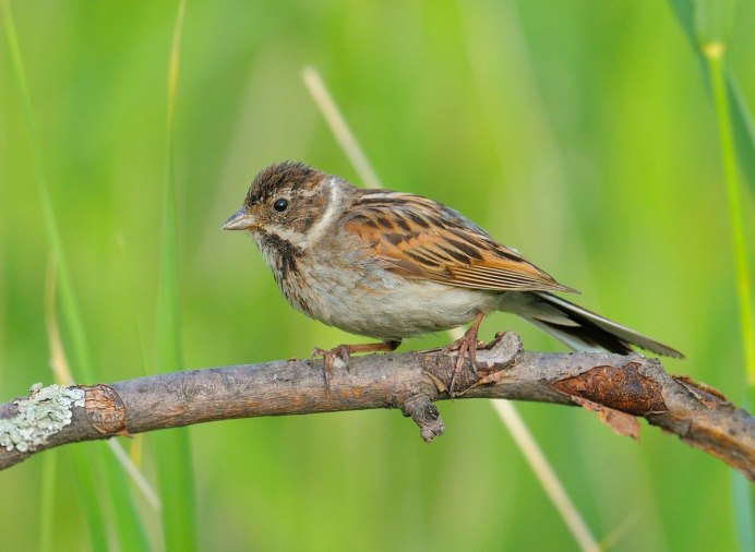 Ocyris Aureolus