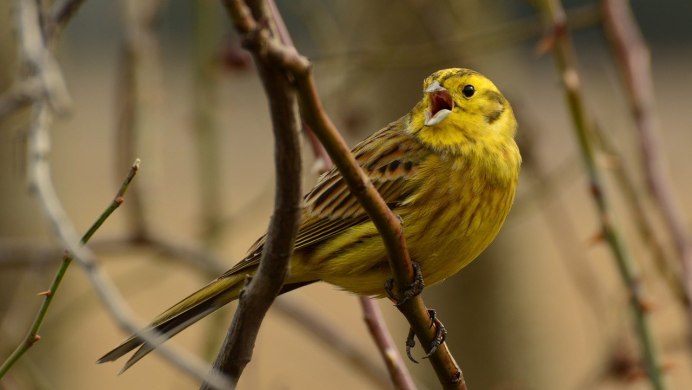 Овсянка обыкновенная (Emberiza citrinella)