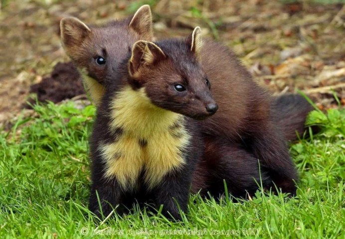 Европейская норка (Mustela lutreola)