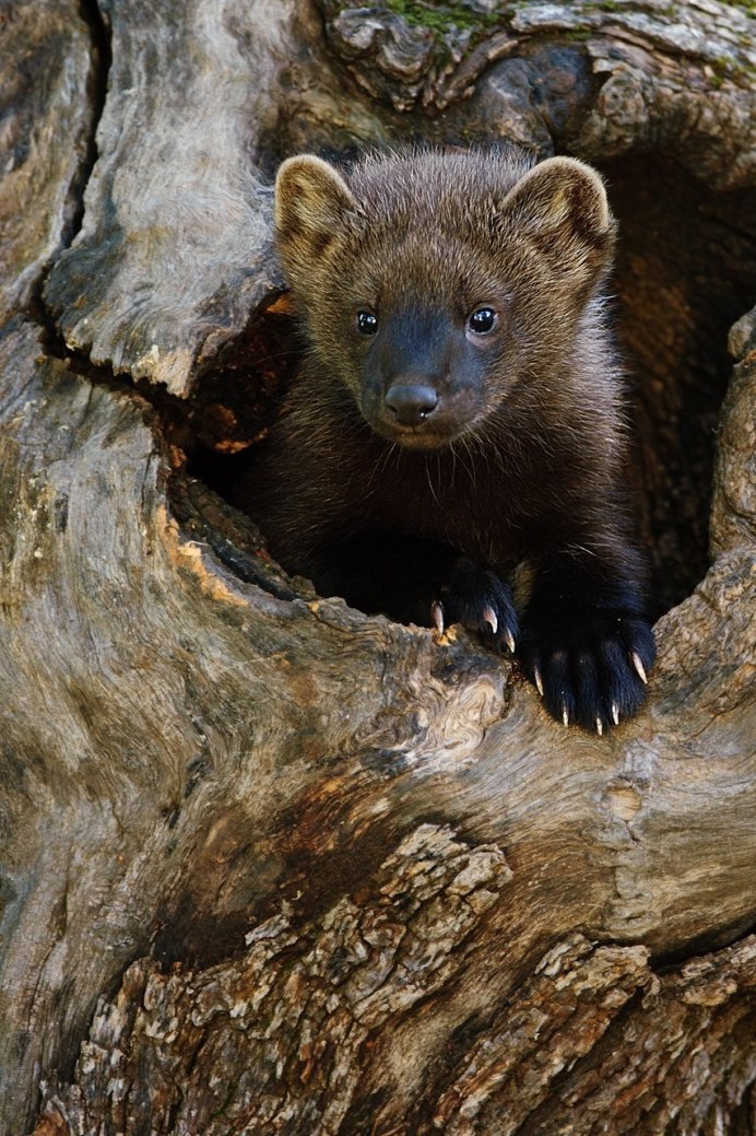 Американская норка (Mustela Vison)