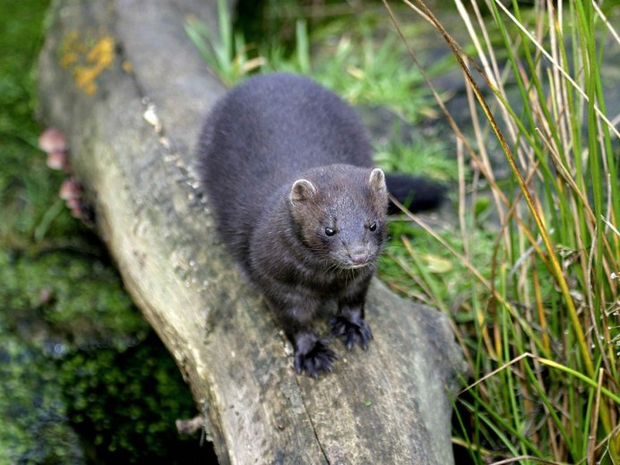 Европейская норка Mustela lutreola (Linnaeus, 1761)