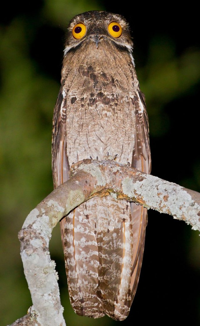 Птенец неясыти