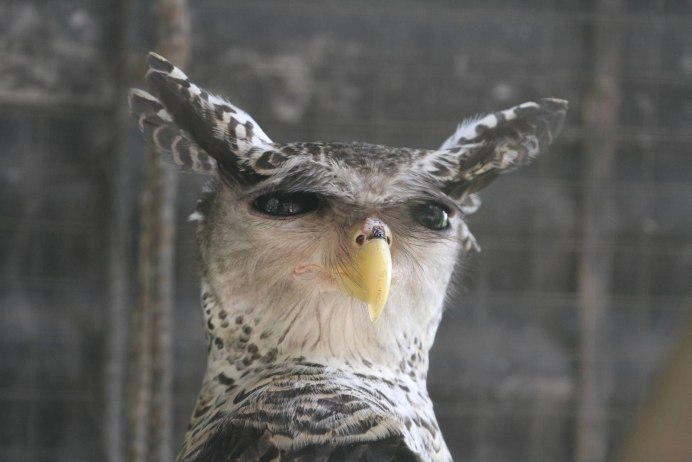 Страшные Совы в реале