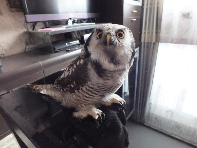 Козодой исполинский козодой исполинский