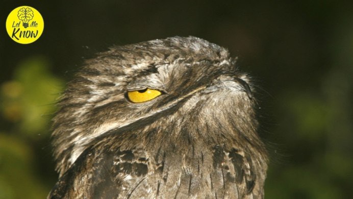 Новоабзаково зоопарк Филин