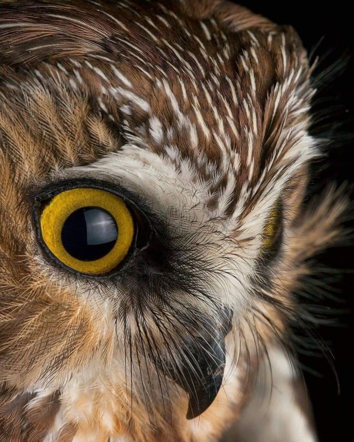 Птица лягушкорот дымчатый