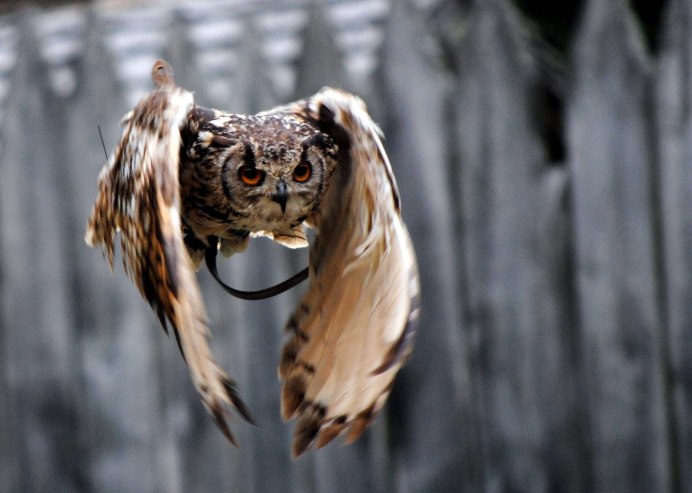 Сова с вопросом