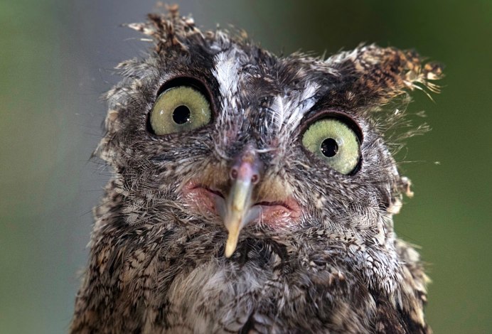 Странная Сова