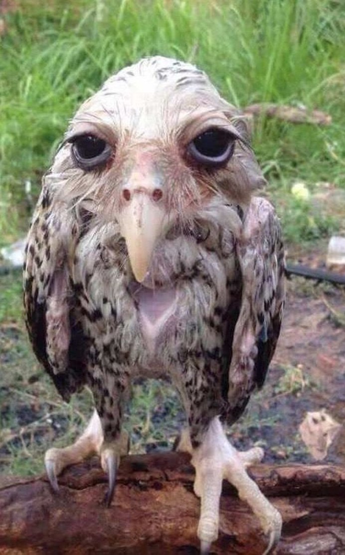 Жуткие Совенок