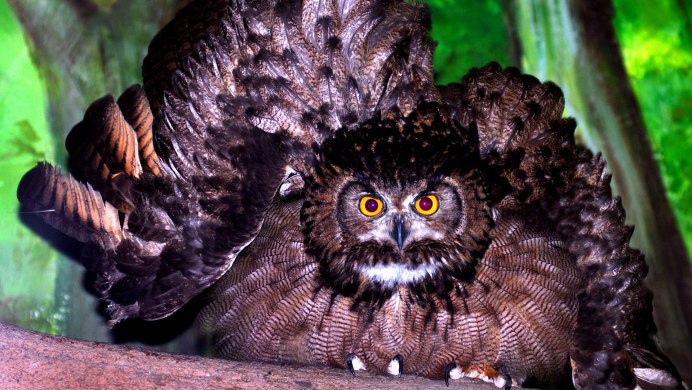 Исполинский козодой