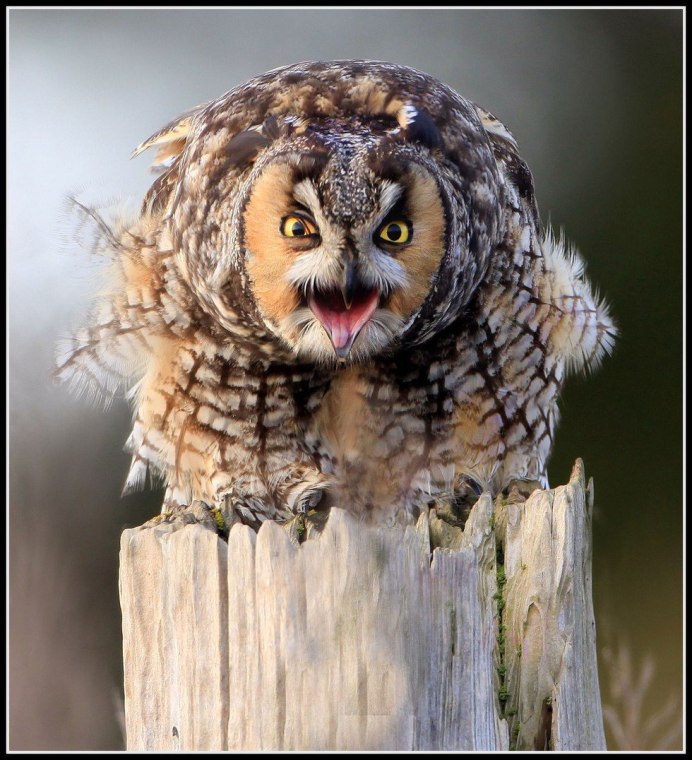 Сова по кличке Зевс