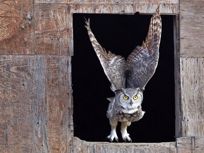 Страшная Сова