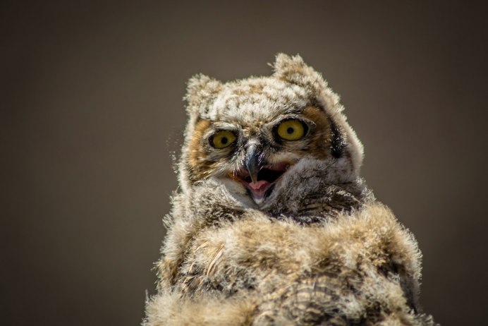 Страшный Филин