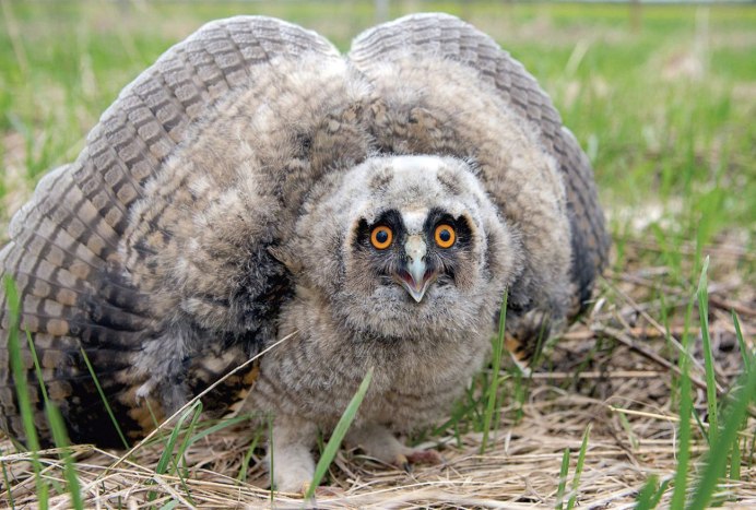 Исполинский козодой птица