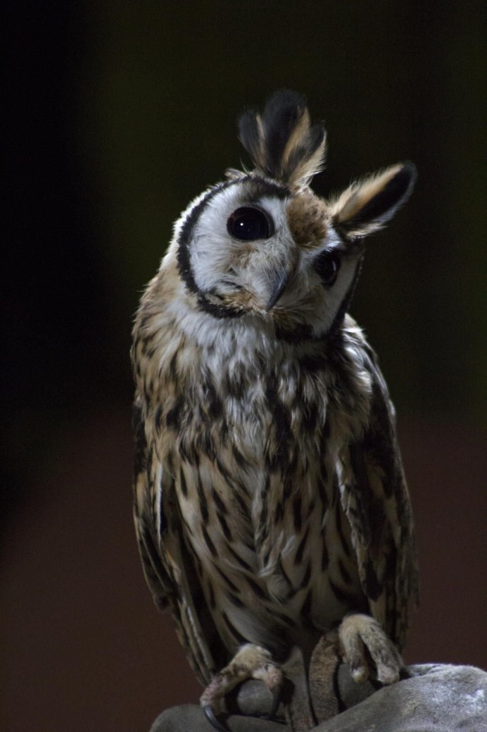 Страшная Сова