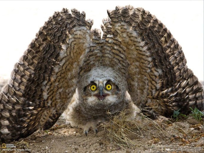 Исполинский козодой птица