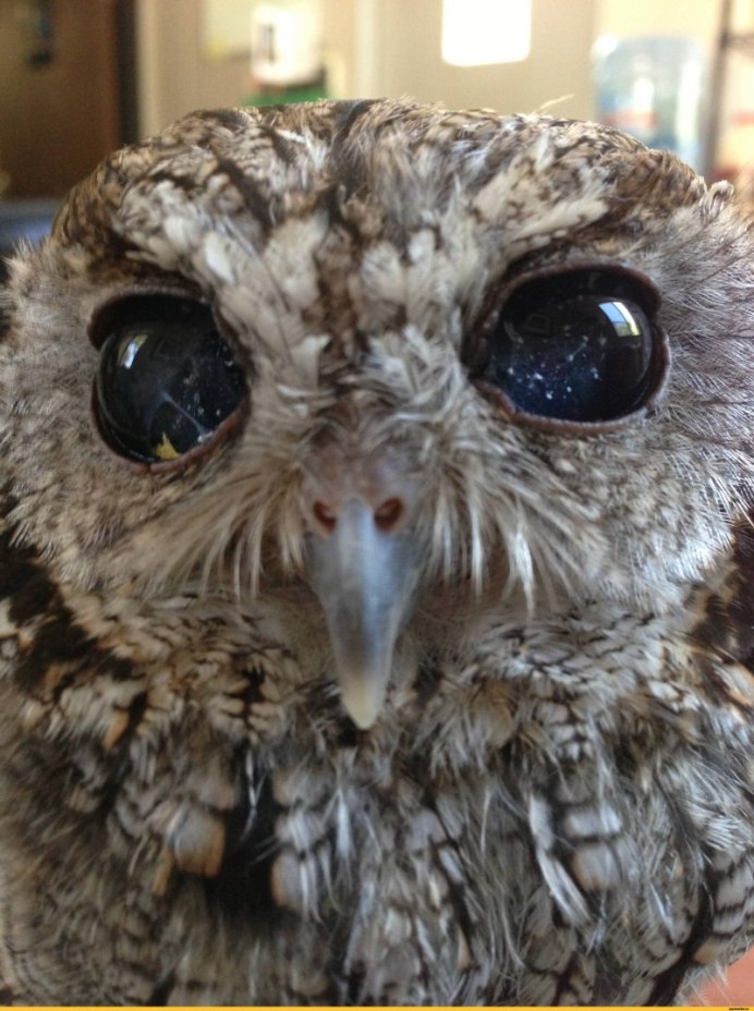 Козодой сетконос