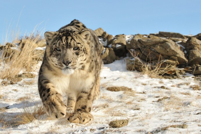Катунский заповедник снежный Барс
