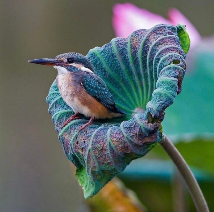 Природа птицы
