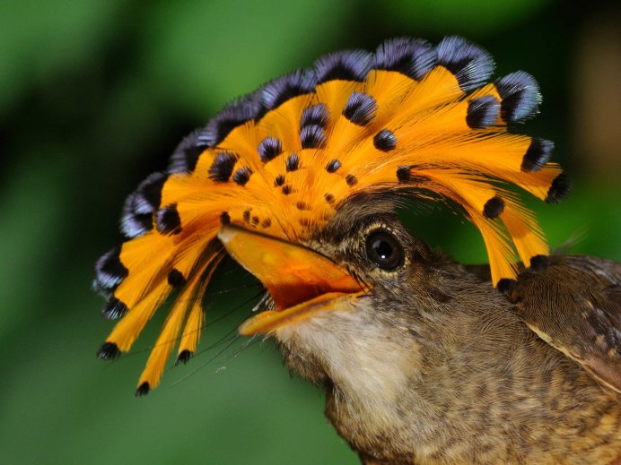 Paradisaea Rudolphi