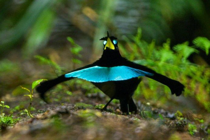 Ptiloris victoriae