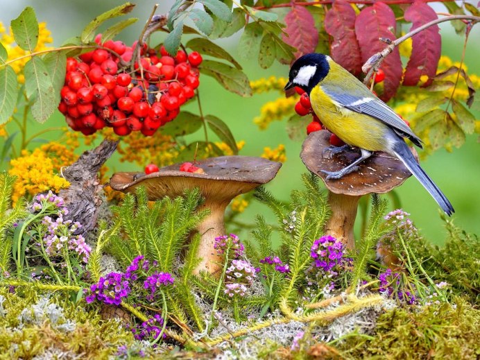 Природа животные птицы