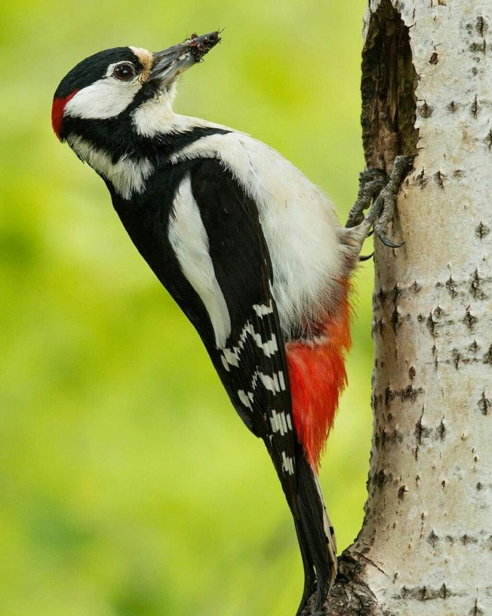 Woodpecker Тип ed8
