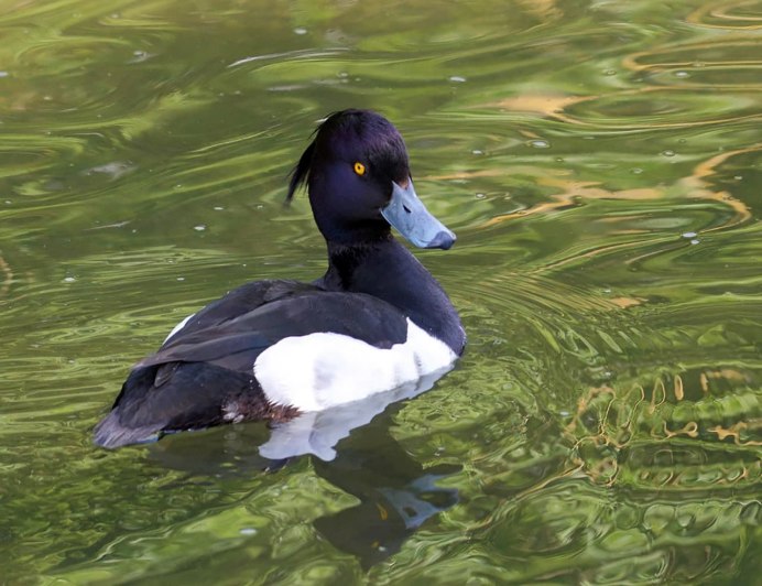 Aythya affinis