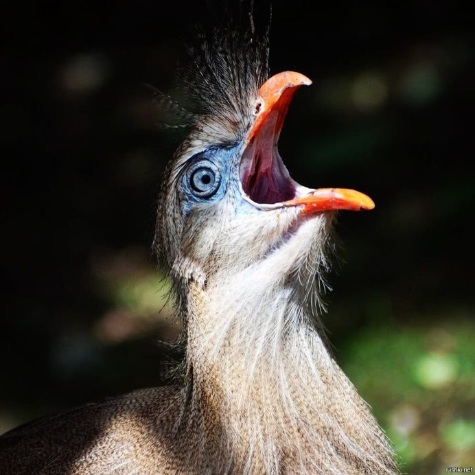 Cariama cristata