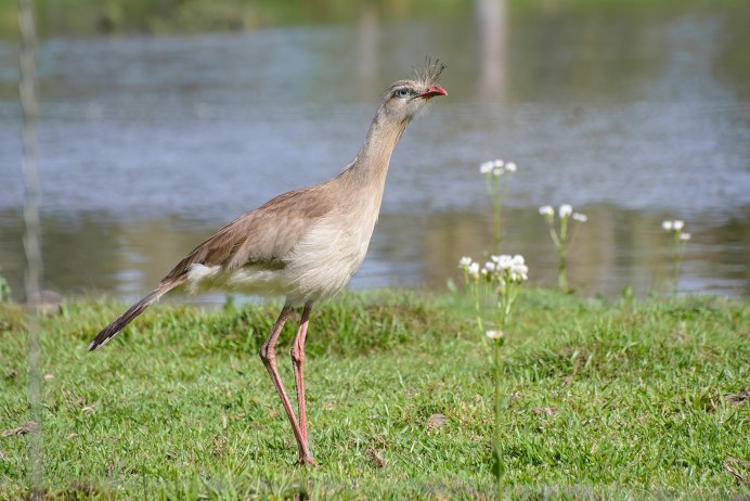 Llallawavis scagliai