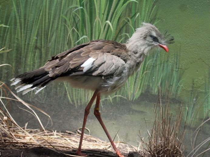 Cariama cristata