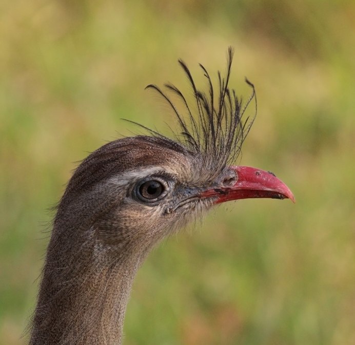 Bird Legs