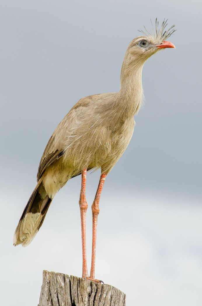 Bar-throated MINLA