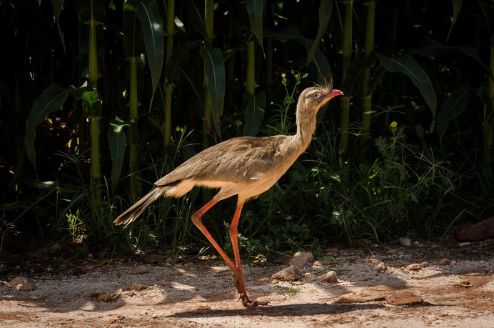 Cariama cristata