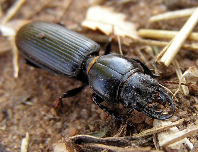 Scarites buparius