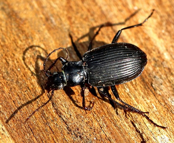 Anoplophora medenbachii
