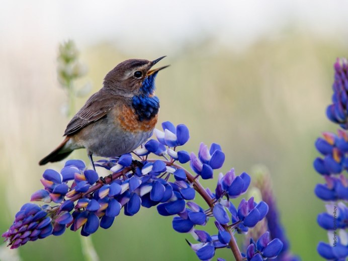 Mountain Bird