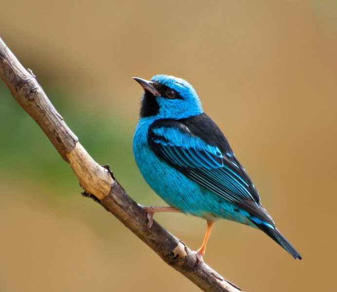 Western Blue Bird