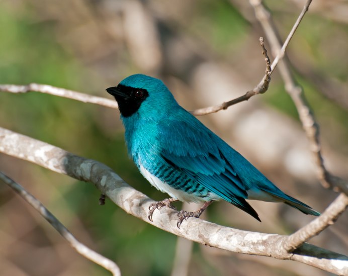 Bird crwon