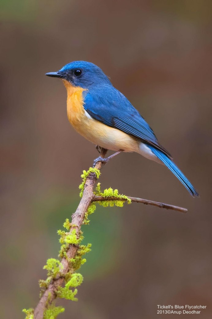 Bluebird птица