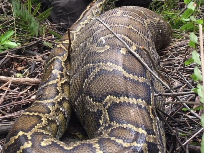 Кольчатый удав