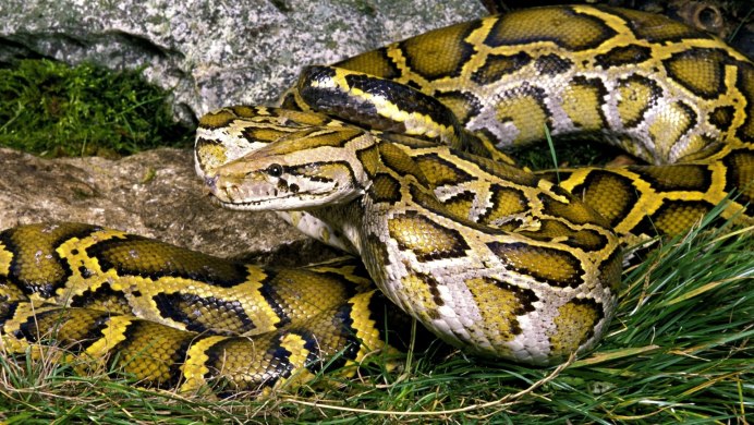 Королевская змея Горная хуачукская