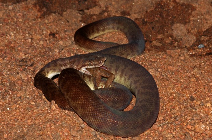 Кольчатый питон Бисмарка