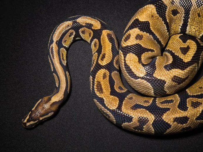 Пятнистый кольчатый питон