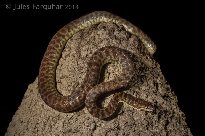 Королевская гадюка