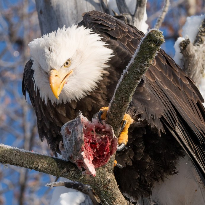 Eagle человек