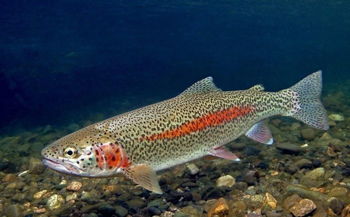 Salmo trutta caspius