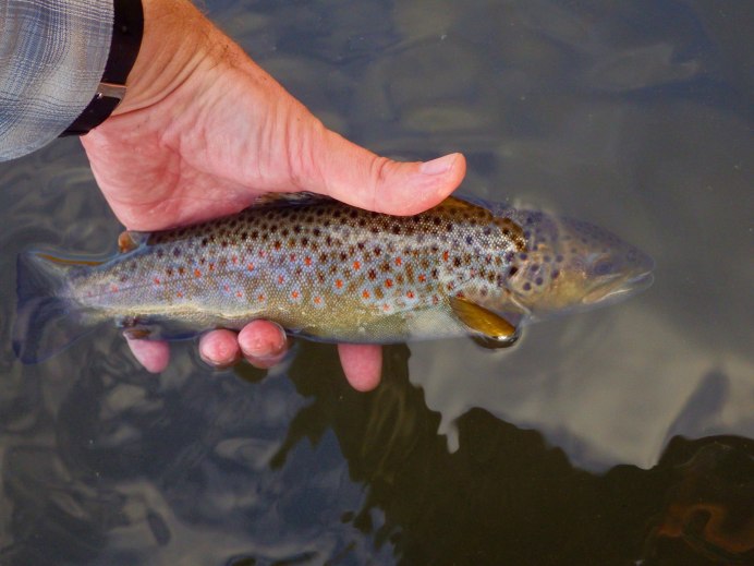 Радужная форель Oncorhynchus mykiss